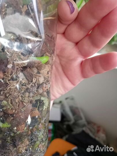 Орхидея фаленопсис пелорик