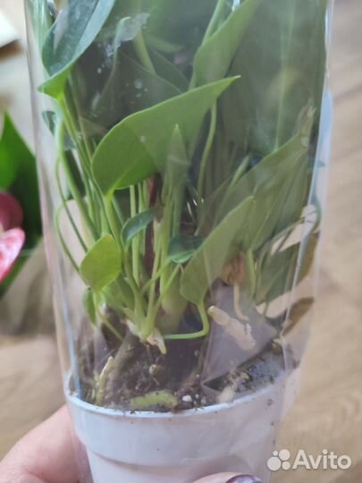 Антуриумы сортовые