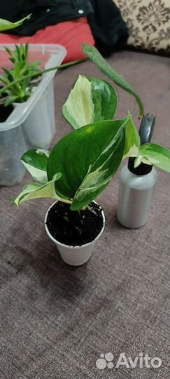 Сциндапсус марбл apple