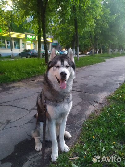 Хаски вязка