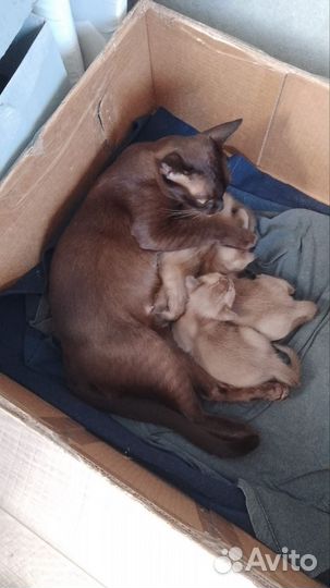 Бурманская кошка