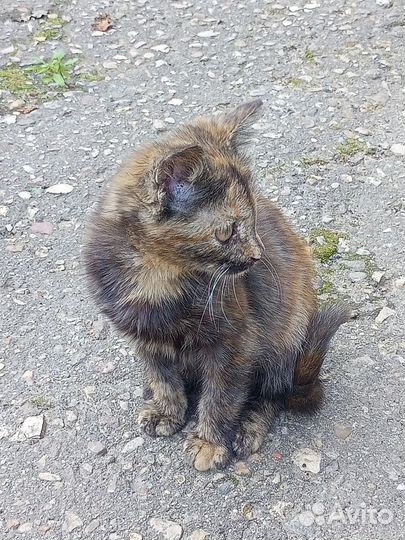 Котики в добрые руки