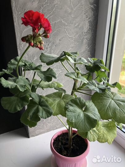 Цветы комнатные(Герань)