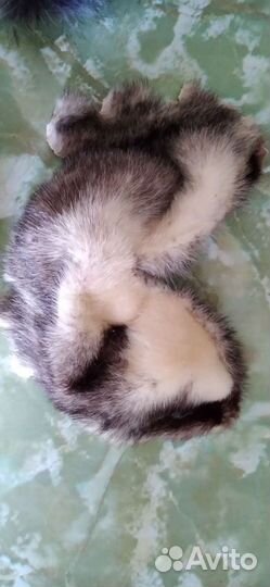 Для модных аксессуаров Натуральный мех - фрагменты