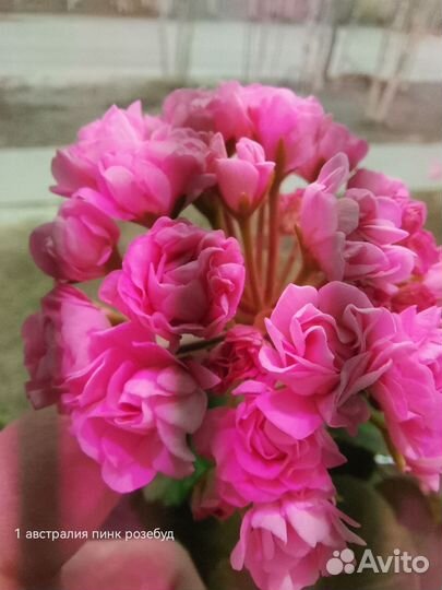 Пеларгонии сортовые