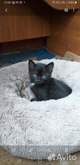 Кошки в добрые руки