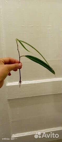 Отводки фикуса Али