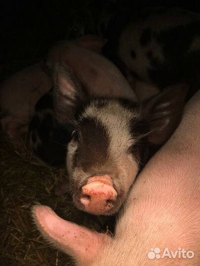 Поросята