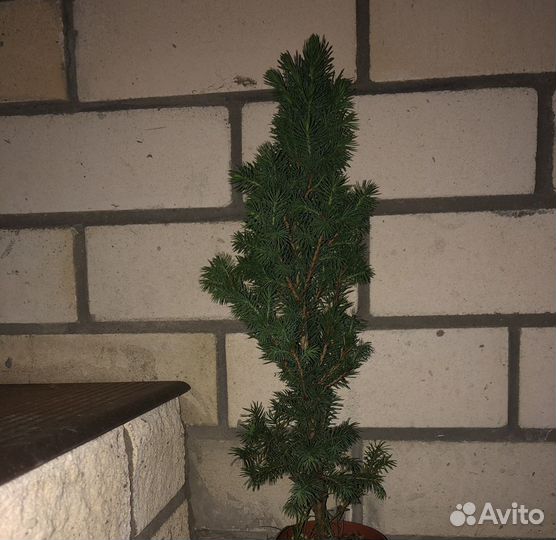 Ель Коника 5 лет