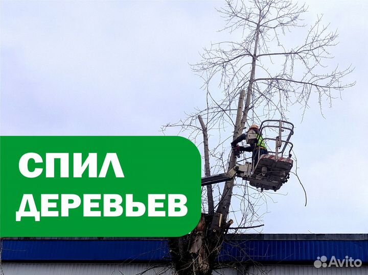 Спил деревьев