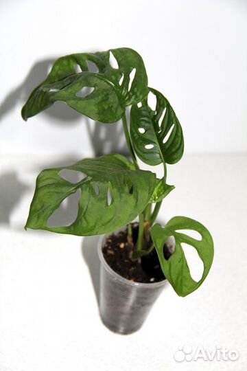 Монстеры Эль Сальвадор / Манки / Ланиата / Перу