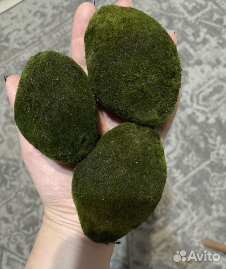 Кладофора шаровидная/мох маримо
