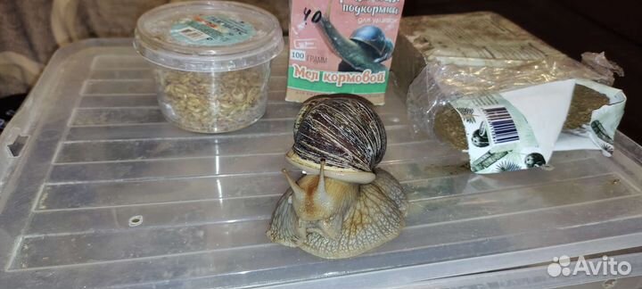 Улитка ахатины отдам в хорошие руки
