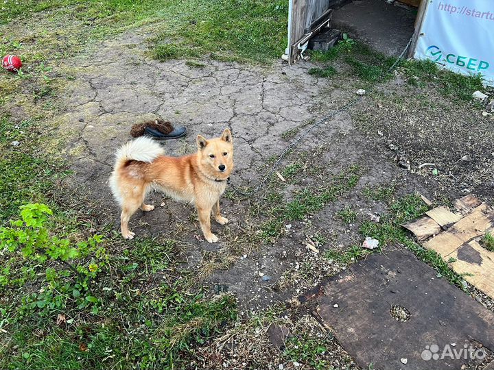 Карело финская лайка