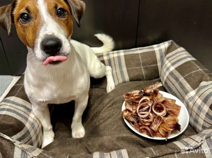 Сушёные лакомства для собак