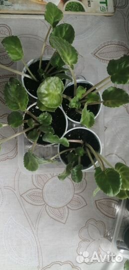 Фиалки сортовые