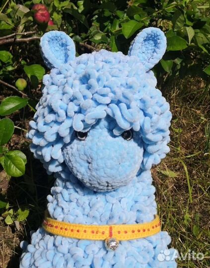 Альпака, лама