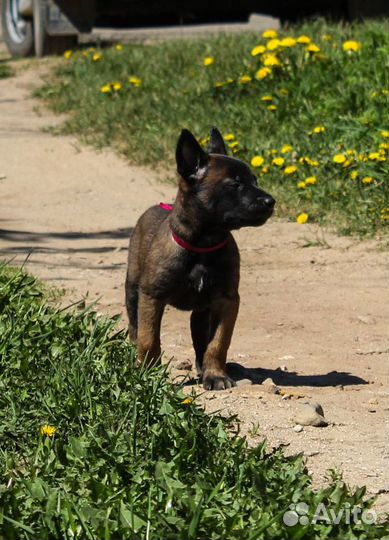 Щенки малинуа