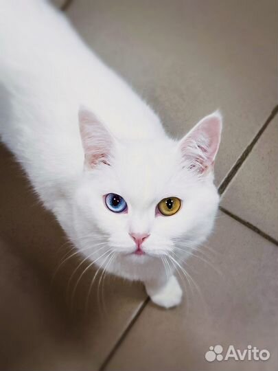 Белая, красивая кошечка метис в добрые руки