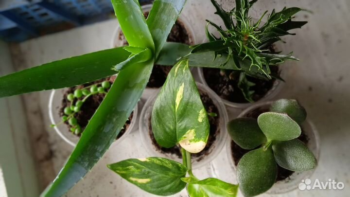 Комнатные цветы