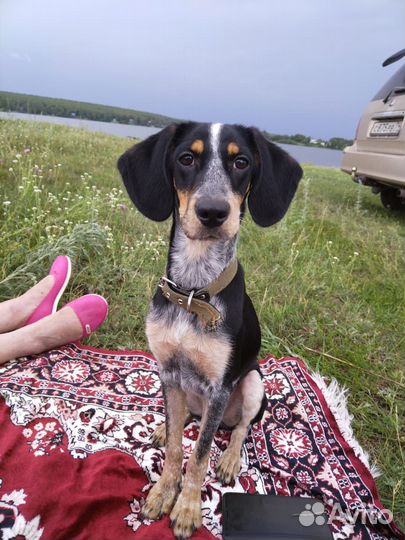 Собака в добрые руки