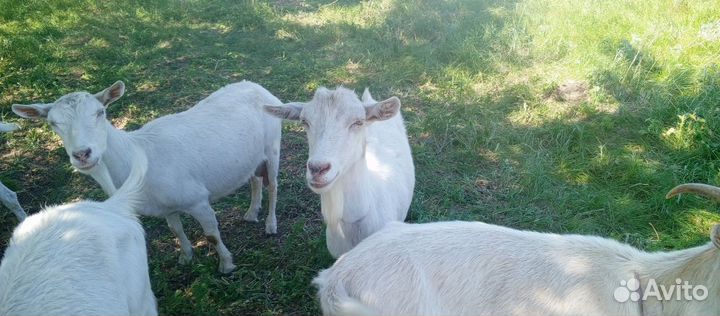 Зааненская коза