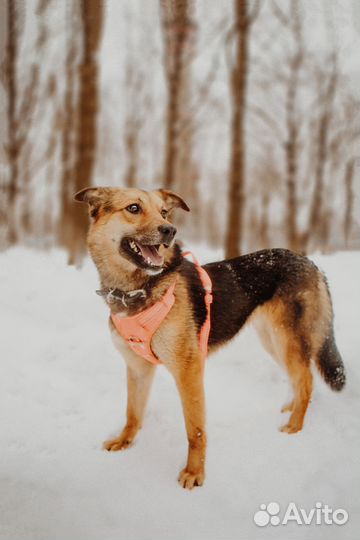 Нежная собака Яшка в добрые руки