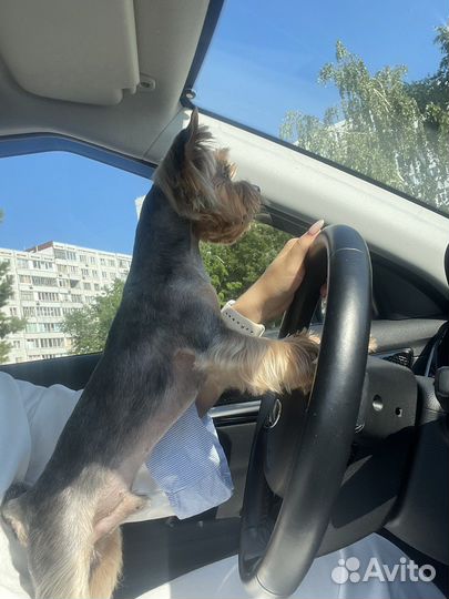 Йоркширский терьер вязка мальчик