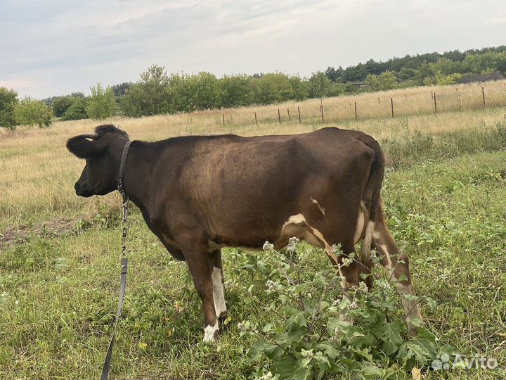 Продам 3х коров стельных