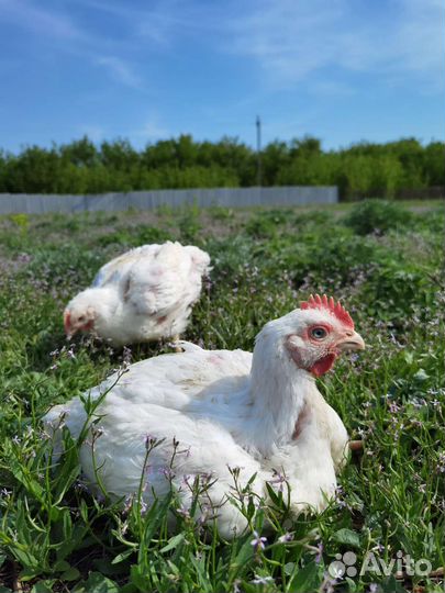Цыплята бройлерные Арбор Айкрес или Кобб