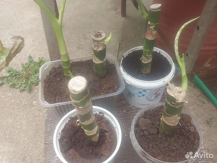 Комнатные цветы