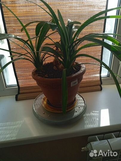 Комнатные растения цветы бесплатно