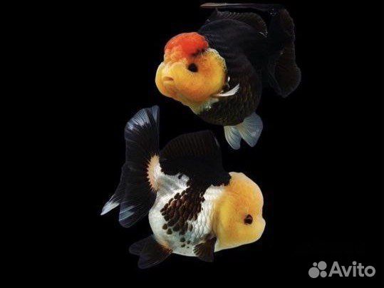 Аквариумные рыбки
