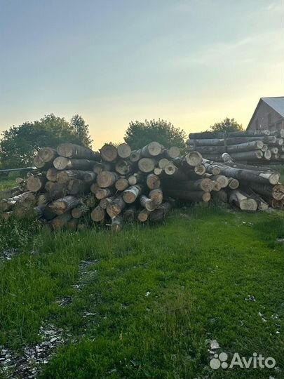 Лес кругляк осина