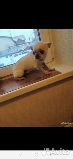 Вязка белого чихуахуа. Мини. Челябинск