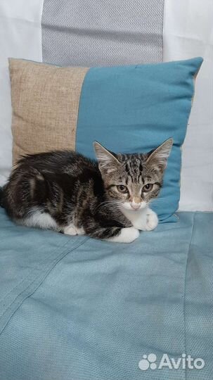 Кошка в дар