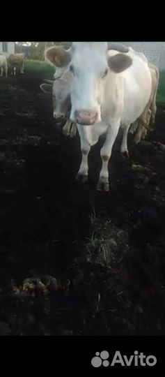 Корова дойная