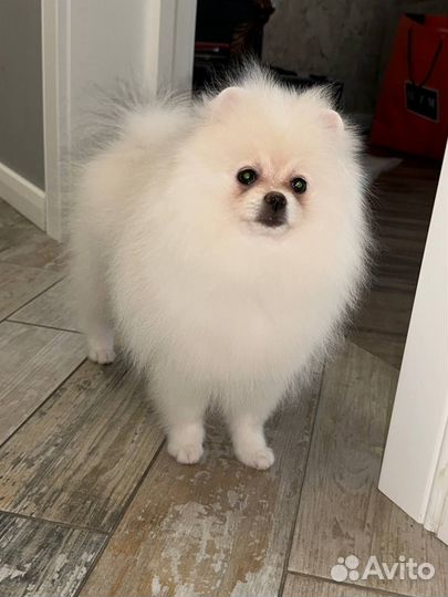 Померанский шпиц девочка