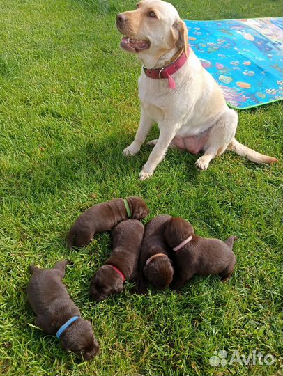 Щенки лабрадора шоколадные