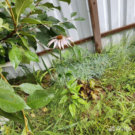 Лиленик и эхинацея розовоя