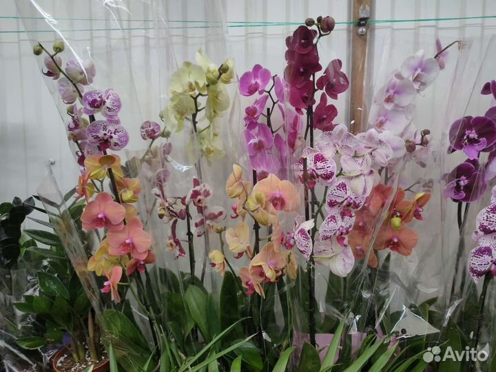Дендробиум фаленопсис
