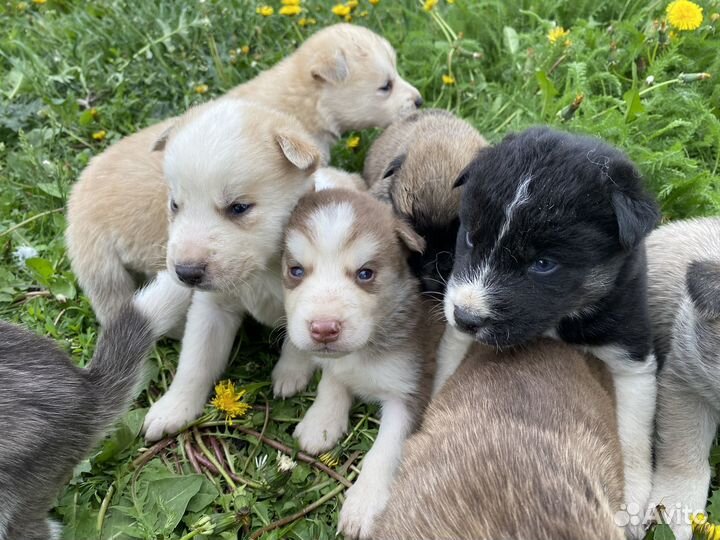 Щенки хаски