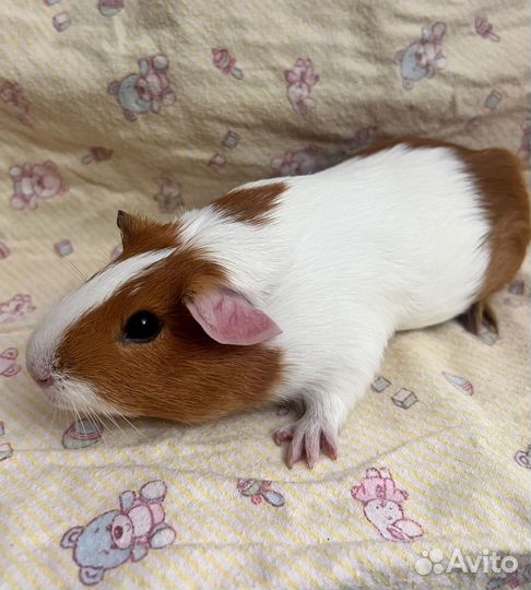 Морские свинки