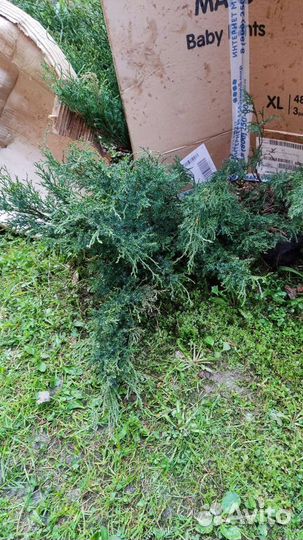 Можжевельник казацкий