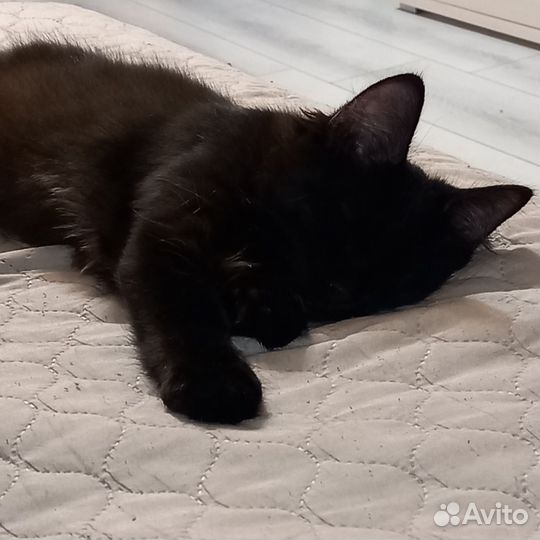 Котенок.подросток