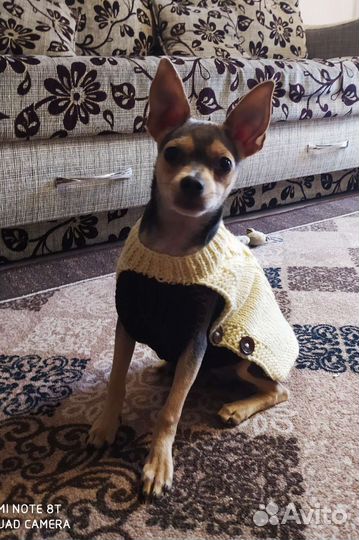 Вязаные жилеты, свитерочки для собак