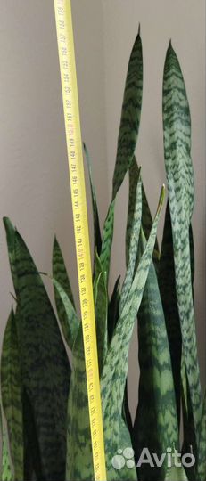 Сансевиерия (сансевьера), 158см