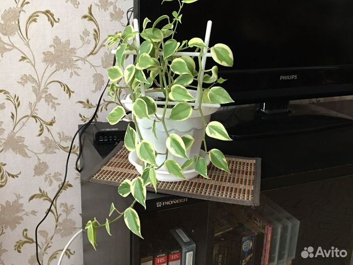 Комнатные цветы