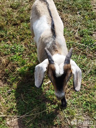 Нубийско - альпийские козы