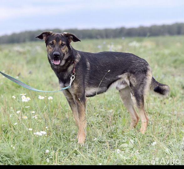 Собака в добрые руки